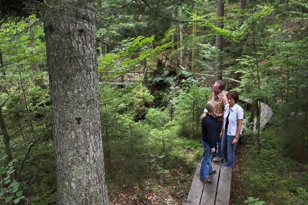 Drei Personen gehen über einen schmalen Holzsteg, der etwas oberhalb des Bodens errichtet wurde, durch ein Waldstück.