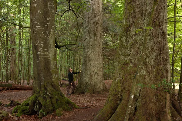 Ein Mann schaut an einem sehr großen und dicken Baumstamm entlang nach oben. Neben diesem Baum sind im Vordergrund zwei ähnlich dicke Baumstämme zu sehen.