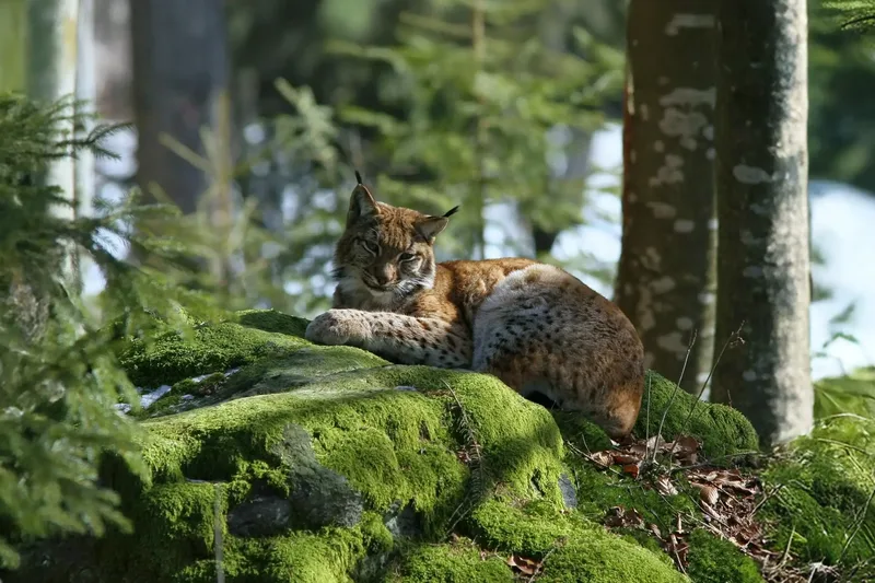 Ein Luchs liegt auf einem von Moos bewachsenen Felsen in einem Wald.