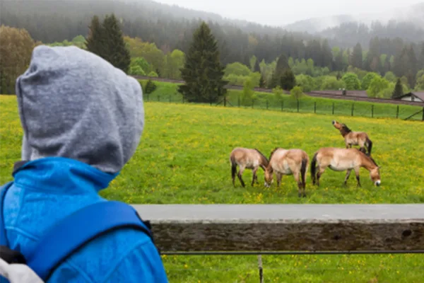 Eine Person mit Kapuze blickt auf eine Wiese, auf der Pferde weiden.