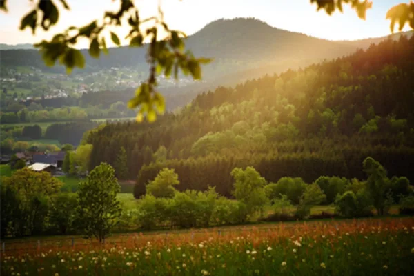 Eine hügelige Wiesen- und Waldlandschaft im Sonnenuntergang.