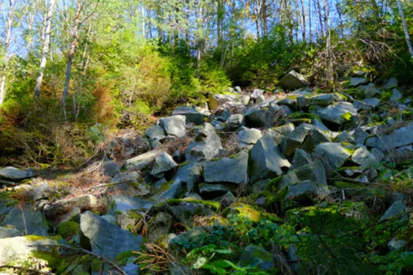 Felsbrocken liegen auf einem Hang inmitten eines Waldstücks.
