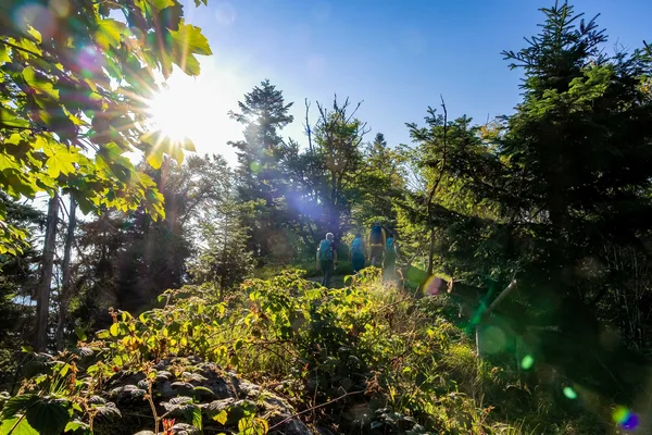Durch die Baumspitzen eines Waldstücks scheint die Sonne und der blaue Himmel hindurch, während eine Gruppe Personen den Weg hinauf wandert.