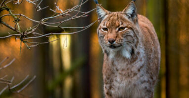 Luchs Fotolia 76731248 L Bayerwald-Tierpark Lohberg