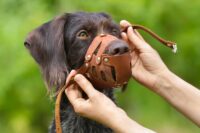 Das Bild zeigt einen braunen Hund dem ein Maulkorb angelegt wird.