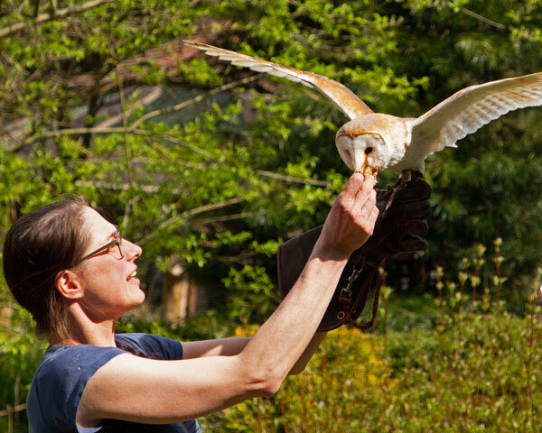 Grafenwiesen greifvogelpark flugschau