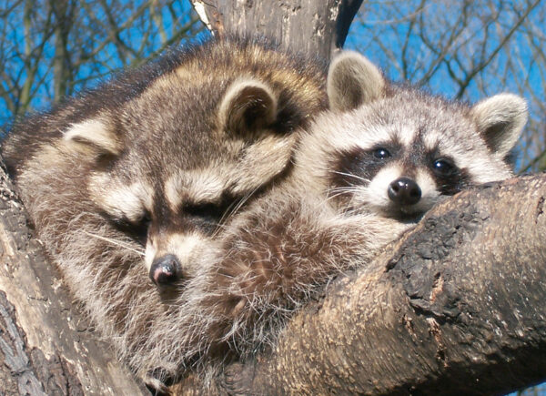 Zwei Waschbären die auf einem Baum kuscheln