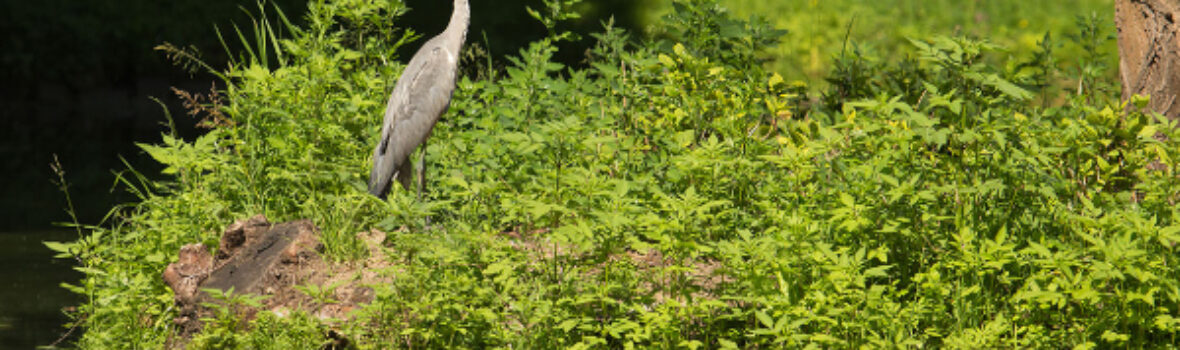 Vogel im Park Szcytnicki