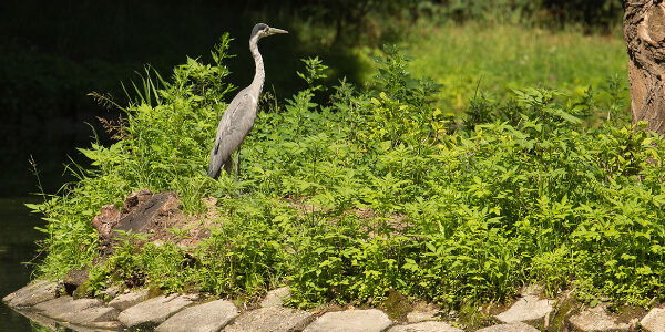 Vogel im Park Szcytnicki