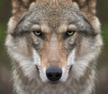 Das Gesicht eines Wolfes, der im Tier-Freigelände des Nationalparks Bayerischer Wald in Ludwigsthal im Haus zur Wildnis ist