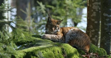 Luchs der auf einem moosbewachsenem Felsen im Wald des Nationalparks Bayerischer Wald liegt.