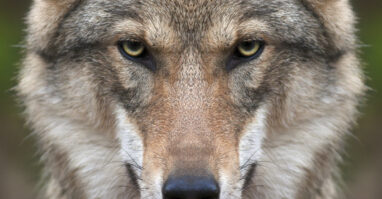 Wolf-Haus zur Wildnis Ludwigsthal-Nationalpark Bayerischer Wald Das Gesicht eines Wolfes, der im Tier-Freigelände des Nationalparks Bayerischer Wald in Ludwigsthal im Haus zur Wildnis ist