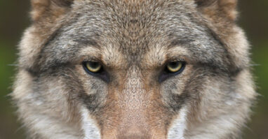 Wolf haus zur wildnis ludwigsthal nationalpark bayerischer wald info zentrum waldbahn laenderbahn Wolf blickt direkt in Kamera