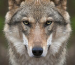 Wolf haus zur wildnis ludwigsthal nationalpark bayerischer wald info zentrum waldbahn laenderbahn