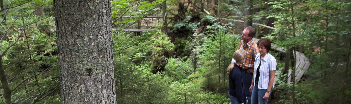 Seelensteig in Spiegelau Personen die am Seelensteig in Spiegelau gehen