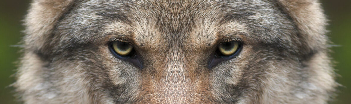 Wolf haus zur wildnis ludwigsthal nationalpark bayerischer wald info zentrum waldbahn laenderbahn